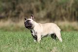 BOULEDOGUE FRANCAIS 632